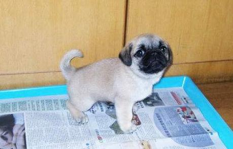 如何教会狗狗定点上厕所,如何引导狗狗去指定的地方上厕所