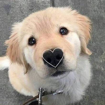 铲屎官大金毛,新手铲屎官适合养金毛吗