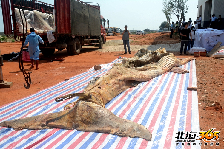 这条8米长的“大咸鱼”，上次北海错过之后等了16年