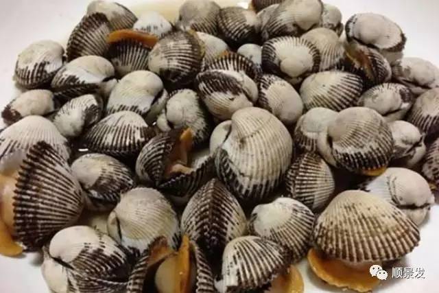 贝类海鲜的品种及图片大全,常见的贝类海鲜图片大全及名称