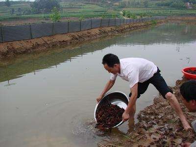 龙虾养殖技术成本与利润,龙虾如何养殖才能增加利润