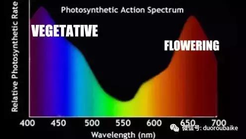 紫外线对植物生长作用与功效,紫外线光对植物生长的影响