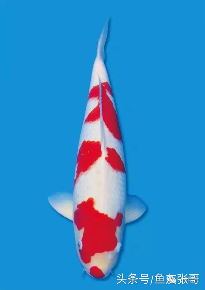 鱼友张哥分享锦鲤鱼烂肉治疗多种治疗方法