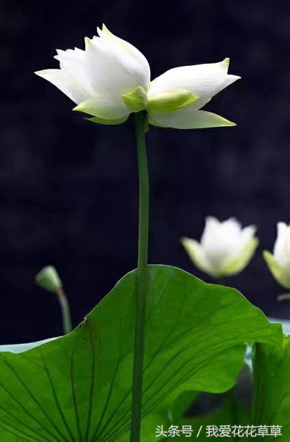 土朱洋朱并蒂莲对对红孤挺花你养的到底是哪一个？