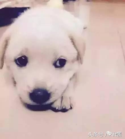 泰迪三千买的贵不贵,三千左右的贵泰迪