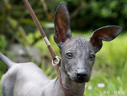 不怕冷的宠物狗有哪些,十种不怕冷的宠物狗有哪些