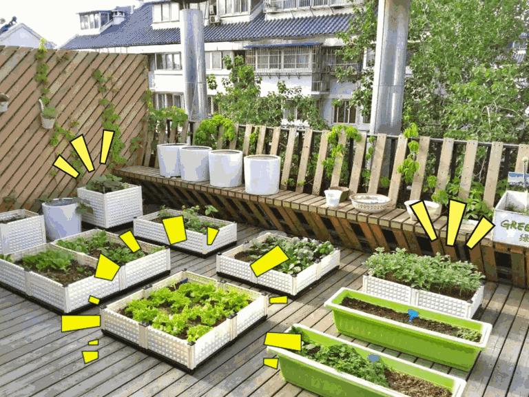 适合阳台种植的蔬菜有哪些特性,在家阳台怎么种蔬菜