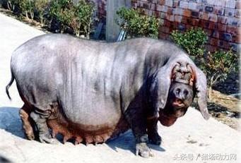 为什么母猪乳房肉不能吃,为什么母猪的肉不能吃