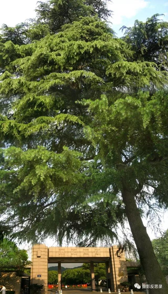 浙大玉泉照片,跨越百年的珍贵影像