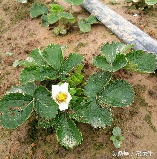 白菜黑腐病怎样防治,茄子半边疯防治措施
