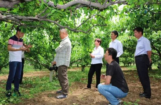 他辞去500强企业的工作，毅然决然开荒种梨，最后怎么样了