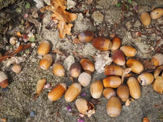 鍔犲埄瑗夸簹缇庨鎺ㄨ崘,鍔犲埄瑗夸簹缇庨鏀荤暐