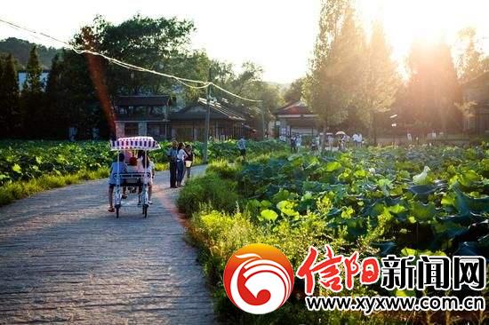 了解信阳毛尖的发展历史,信阳毛尖发展史