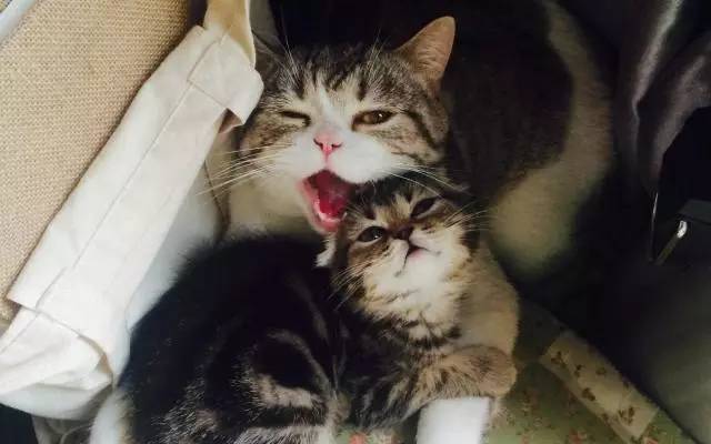 帮猫咪梳毛猫毛满天飞怎么办,给猫梳毛满天飞怎么办