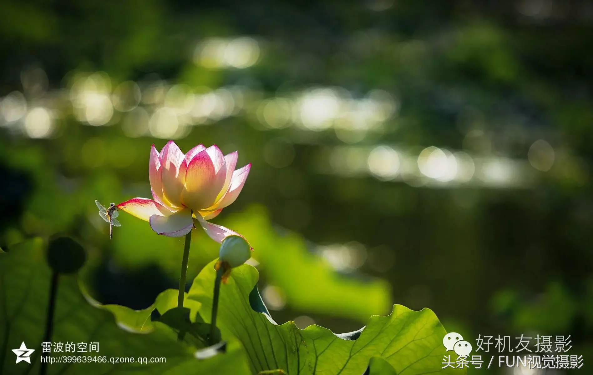 花卉创意摄影作品欣赏,花卉创意摄影十个技巧是什么