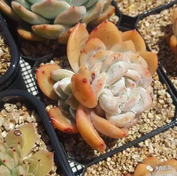 多肉盆麦饭石,多肉植物配土需要用火山岩吗