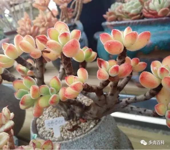 多肉盆麦饭石,多肉植物配土需要用火山岩吗