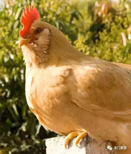 龙门旅游攻略美食,龙门景点旅游美食攻略