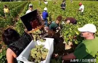 如何酿造甜酒,甜酒要怎么弄