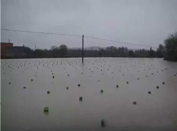 珍珠养殖过程揭秘,珍珠养殖要多久