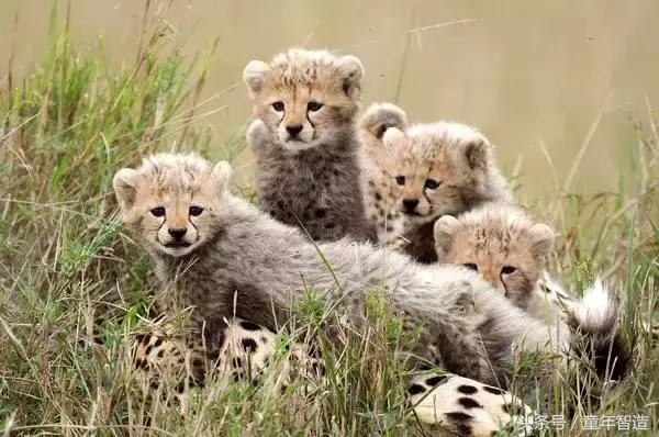 假期一定要带孩子看的5部纪录片,孩子必看的10部自然纪录片