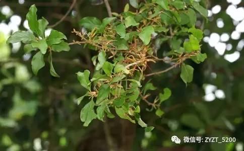 安胎药配方大全,安胎药古方