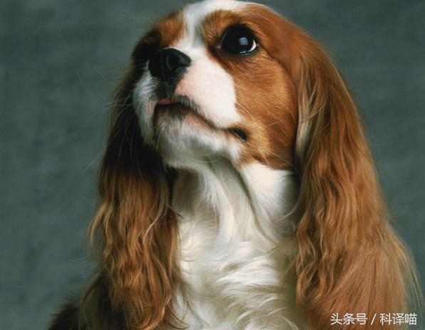 不怕冷的宠物狗有哪些,十种不怕冷的宠物狗有哪些