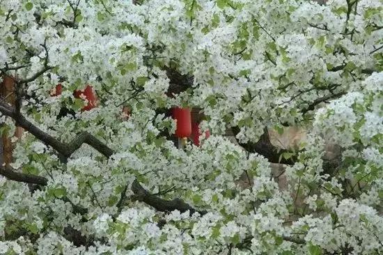 莫负春光辽宁赏花踏青攻略来了,辽宁最美十大花海