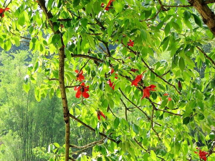 田东大石山区有个别墅村，蔬菜种在屋顶上