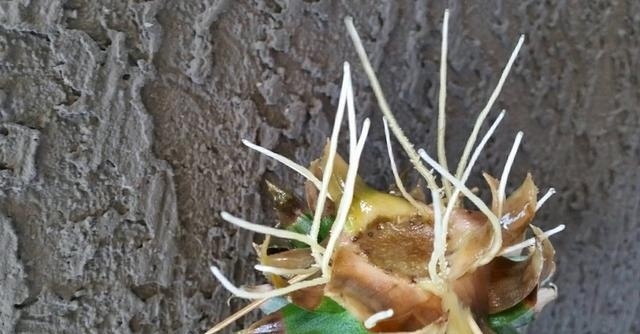 菠萝上面的叶子是否能种出菠萝,吃完菠萝的叶子怎么种菠萝