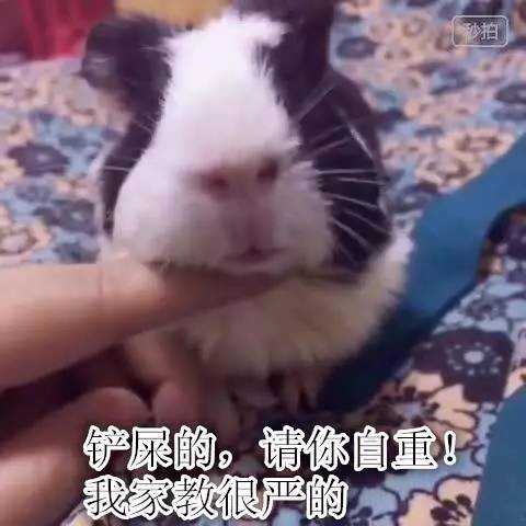 荷兰猪优势与劣势有哪些,荷兰猪的能力有多强