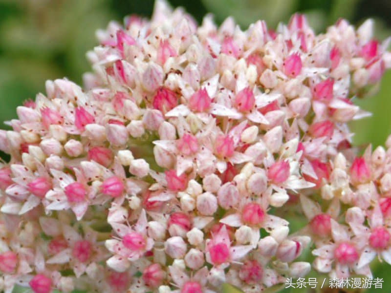 农村专门治疗跌打损伤的植物,公园常用植物一览表