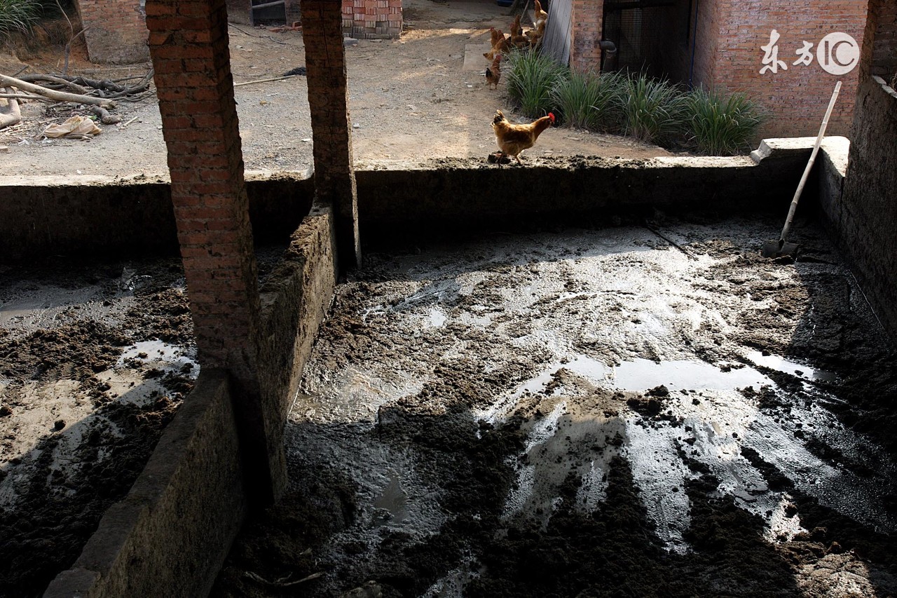 一般农村畜禽粪便怎么处理,畜禽养殖粪便处理规定