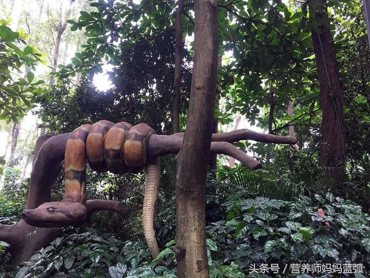 亲子游|井柏然推荐，长隆野生动物世界和海洋王国深度游记！