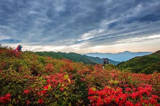 浏阳大围山杜鹃花旅游攻略,湖南浏阳大围山杜鹃花节一日游