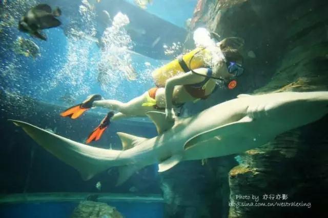 重庆最大海洋公园,重庆最大的海洋公园是哪个