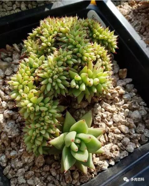 多肉盆麦饭石,多肉植物配土需要用火山岩吗