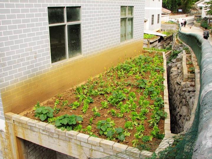 田东大石山区有个别墅村，蔬菜种在屋顶上