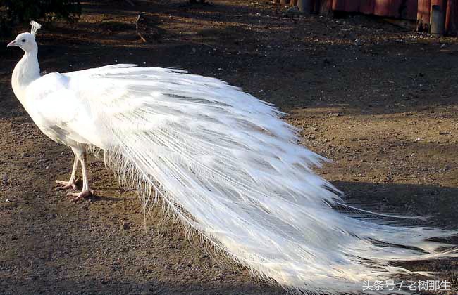 南宁花雨湖景区好玩吗,南宁花雨湖风景区