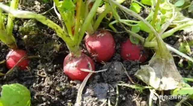 阳台蔬菜的种植方法和步骤,十大阳台蔬菜种植技巧