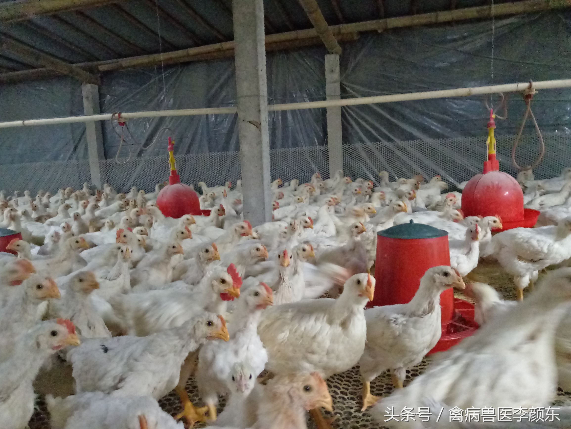 肉鸡、散养鸡腺病毒的防治方法