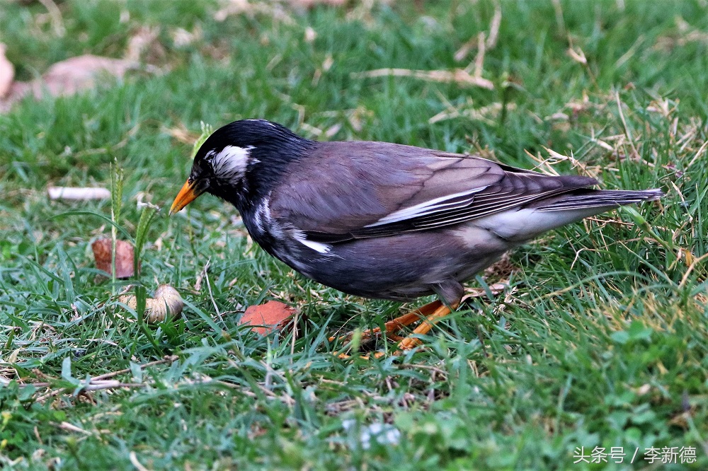 灰掠鸟大餐白土蚕