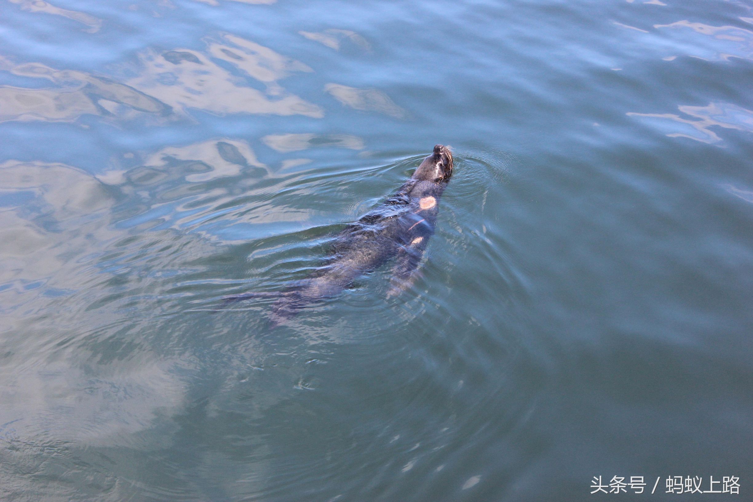 塔尔卡瓦诺智利军港图片,塔尔卡瓦诺城市