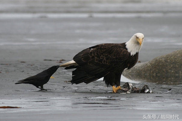 来！给鸦哥上支烟！
