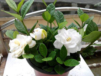 栀子花黄叶什么原因怎样管理才好,栀子花黄叶的原因及处理方法图片