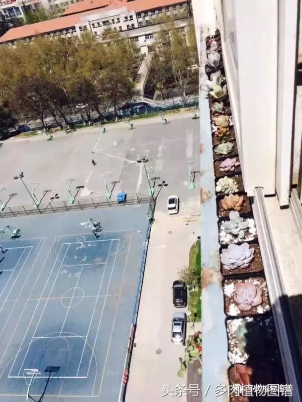 宿舍多肉品种推荐,宿舍多肉