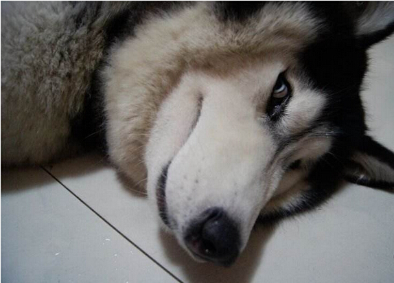 创业是不是选择加盟更好,自己创业加盟好还是独立经营好