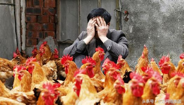 养鸡呼吸道感染怎么治,鸡得了白色念珠菌怎么治