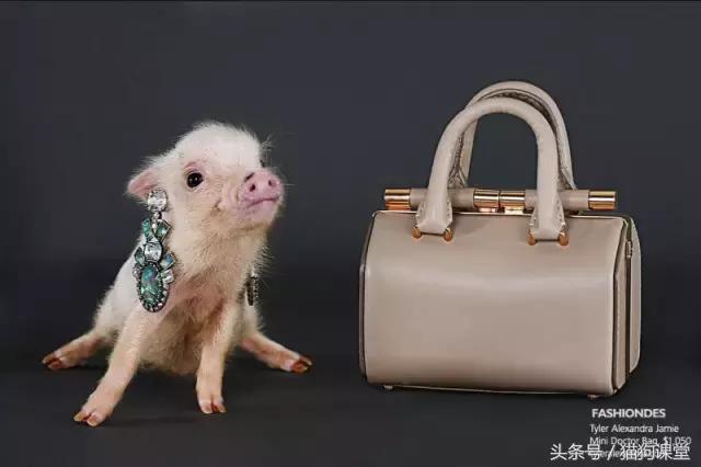 瀹犵墿鐚殑濂緢楗板搧,瀹犵墿鐚繘鍐涘ア渚堝搧鍥剧墖