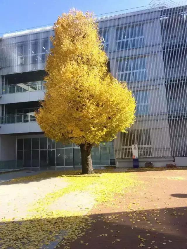 我是个不漂亮的女人，为官二代前男友打过胎，却成日本公司高管